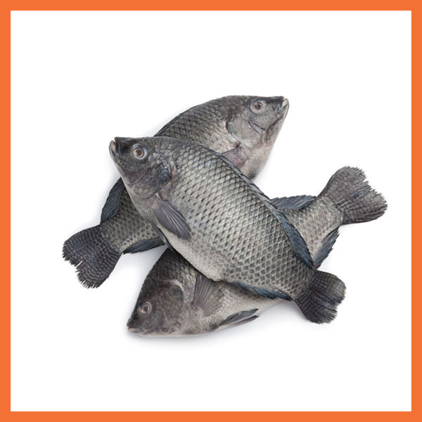 Picture of Farm Raised Tilapia Fish  (500-800g)