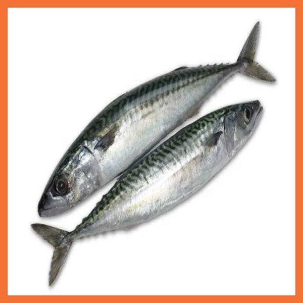 Picture of Mackerel  Fish 1.5kg