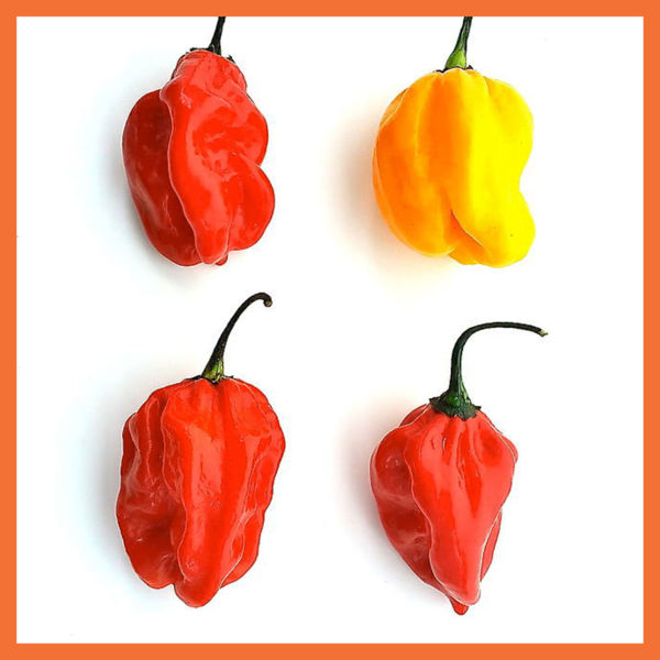 Scotch Bonnet Pepper (Rodo) | AfricaXpress Powered by Syndew