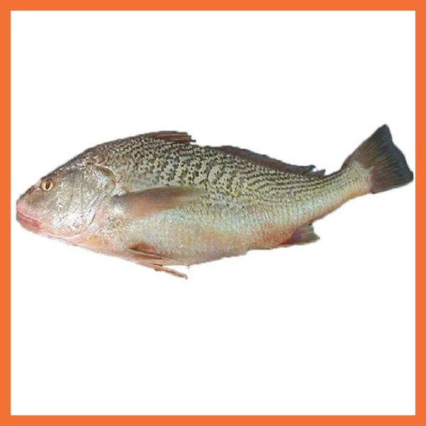 Picture of Bag Of Yellow Croaker