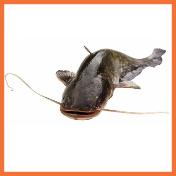 Picture of Catfish (Varied Sizes)
