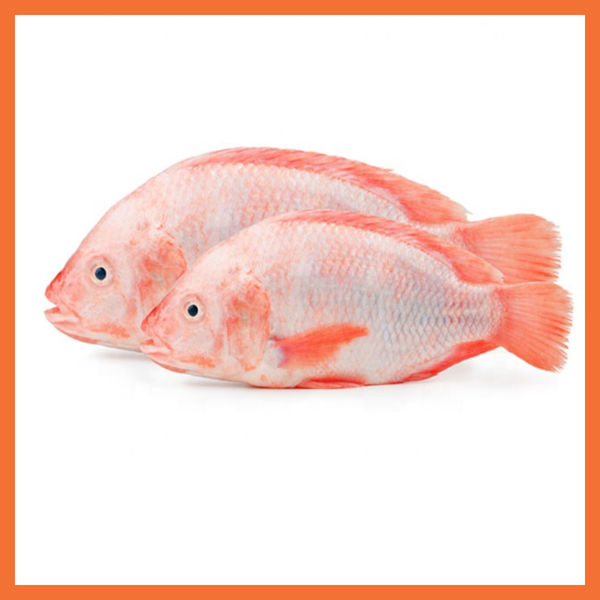 Picture of Red Bream Fish
