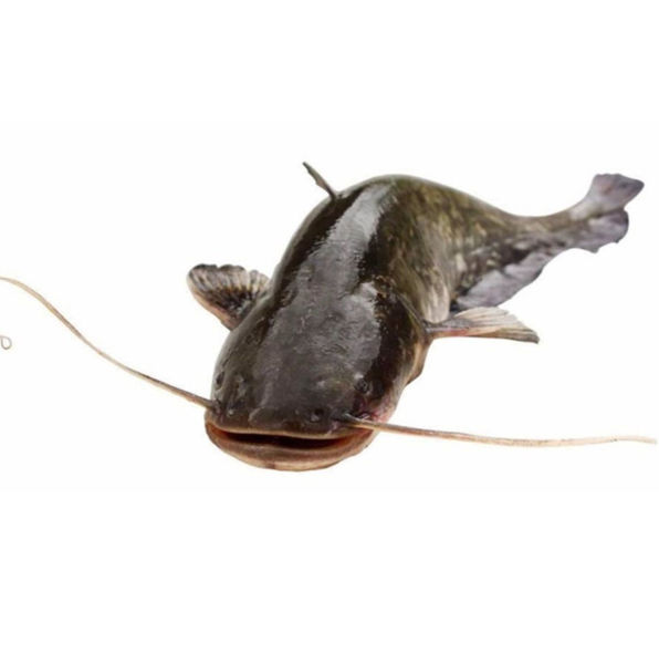 Picture of Catfish - bag